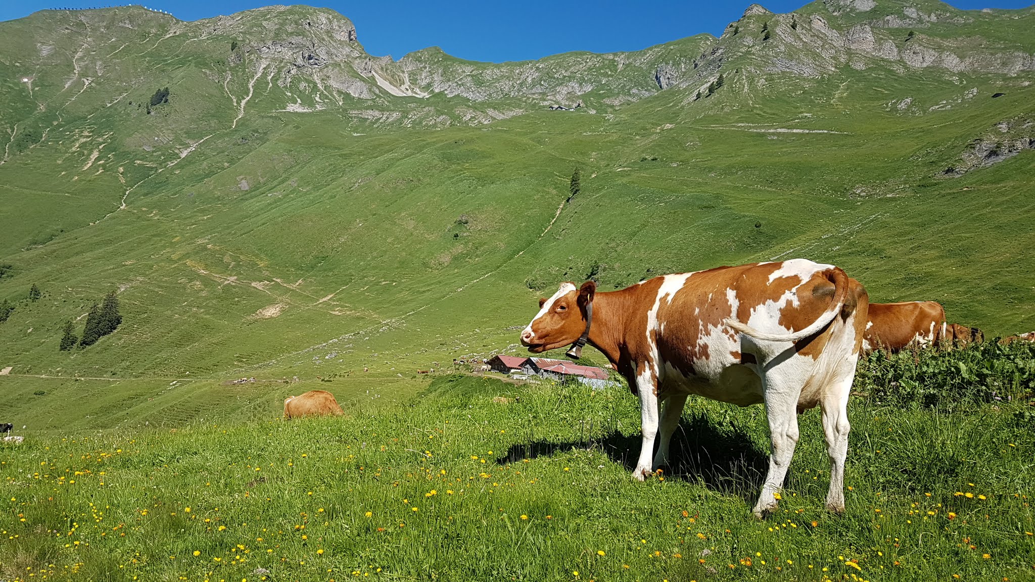 The usual suspect in the Swiss Alps