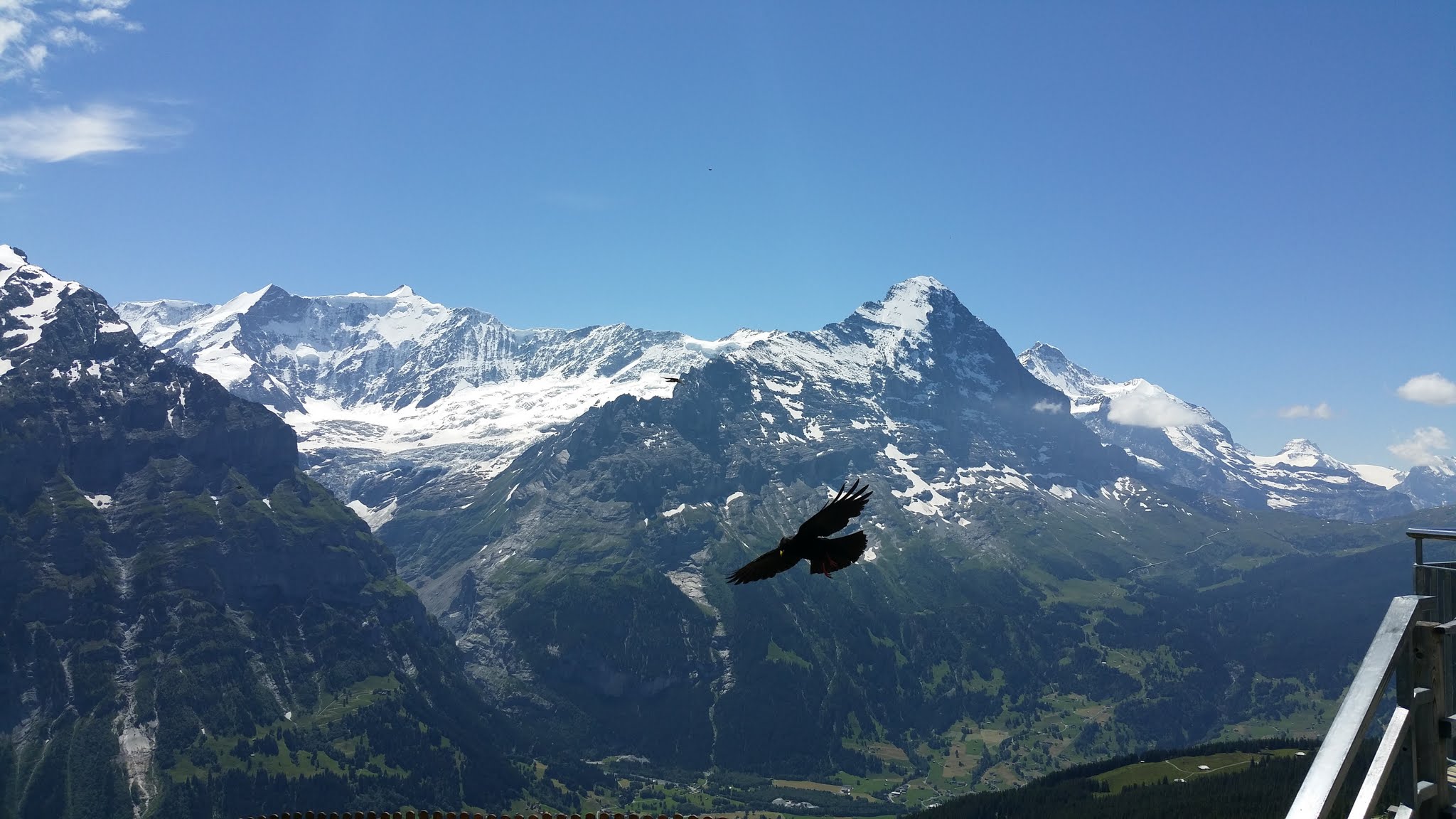 Besides the mountains, the alpine choughs are always fun to watch from the restaurant's terrace...